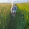 dog, husky, canine, animal, field, grass, nature, outdoor, sky, clouds, sunlight, happy, tongue_out, walking, summer, greenery, pet, fluffy_tail, daytime, path