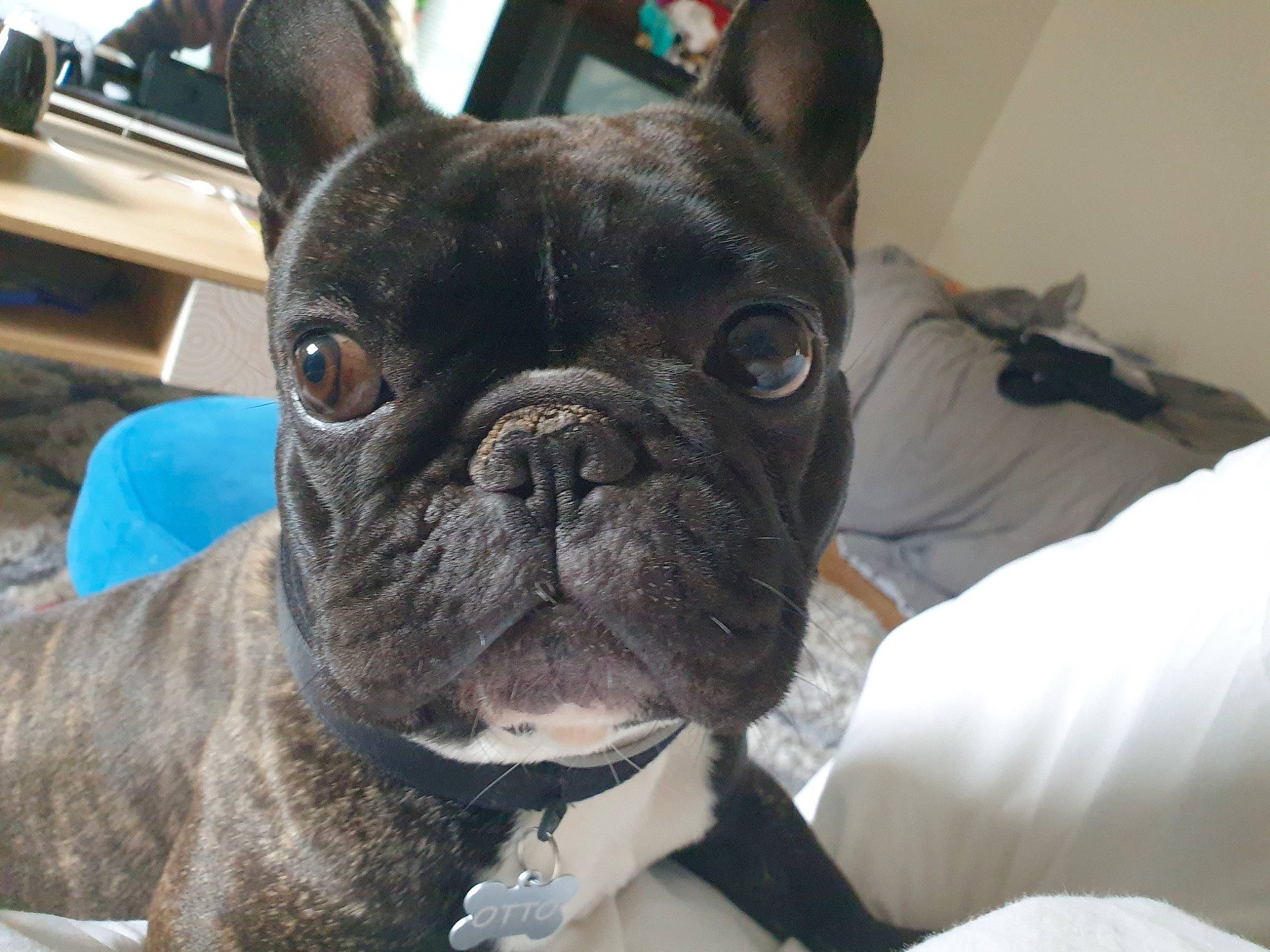 Otto participe au concours pour gagner de l'argent avec cette photo : bored, bulldog, canidae, carnivore, collar, comfort, companion_dog, dog, dog_breed, dog_collar, ear, fawn, french_bulldog, molosser, snout, sporting_group, toy_dog, whiskers, working_animal, wrinkle