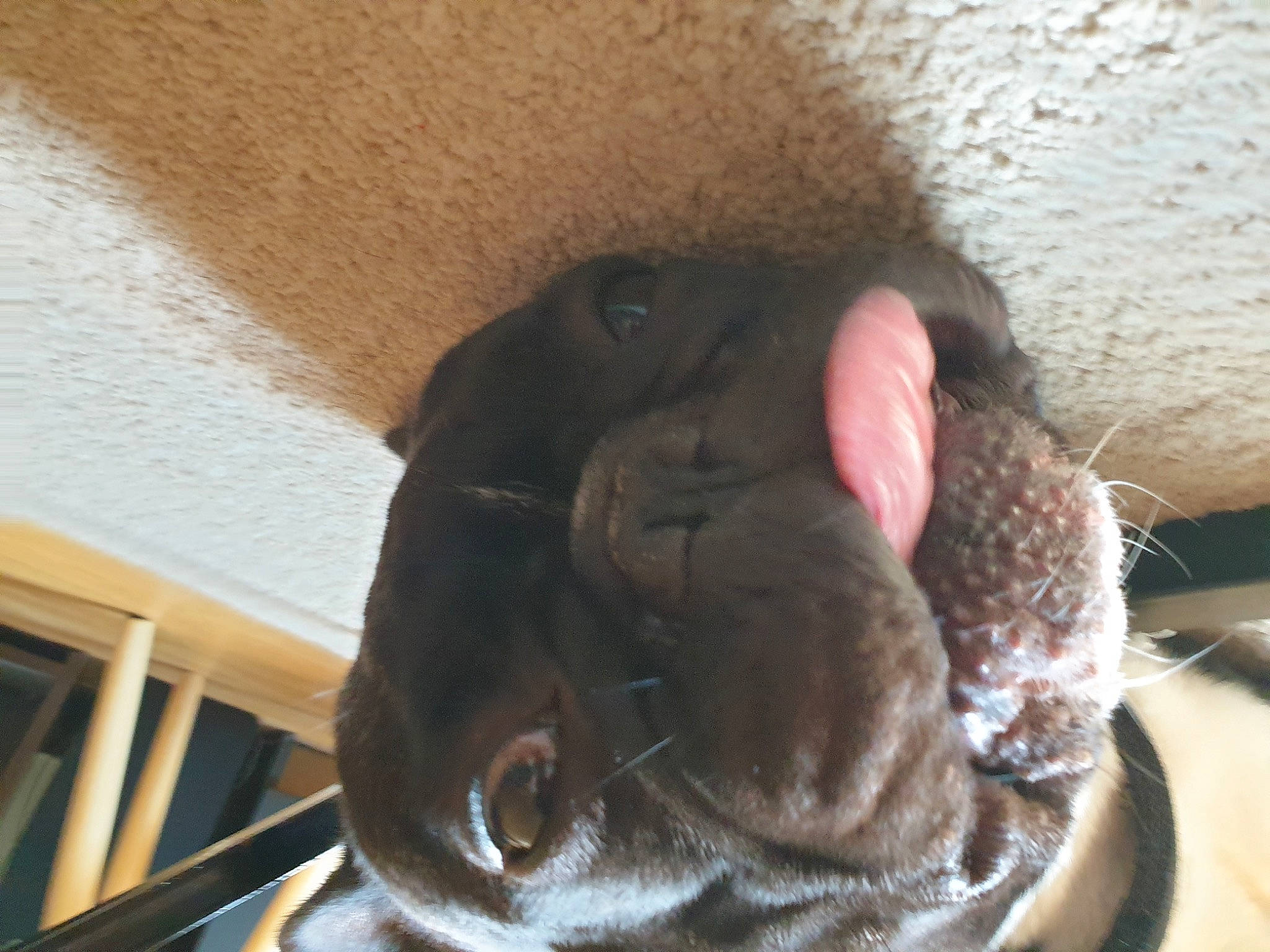 Otto a rejoint le concours — aidez-le/la à gagner de superbes lots ! canidae, carnivore, comfort, companion_dog, dog, dog_breed, ear, fawn, felidae, fur, liver, paw, small_to_medium_sized_cats, snout, sporting_group, terrestrial_animal, whiskers, wood, working_animal, wrinkle