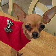 Prissy joined the competition — help win amazing prizes! dog, chihuahua, small_dog, red_sweater, bow, pet, indoor, wooden_surface, cute, animal, ears, fur, closeup, looking, domestic_animal, tiny, canine, companion, portrait, household