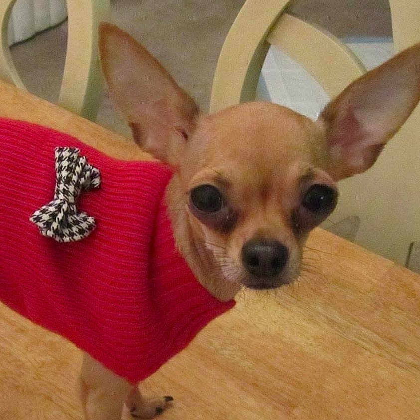 Prissy