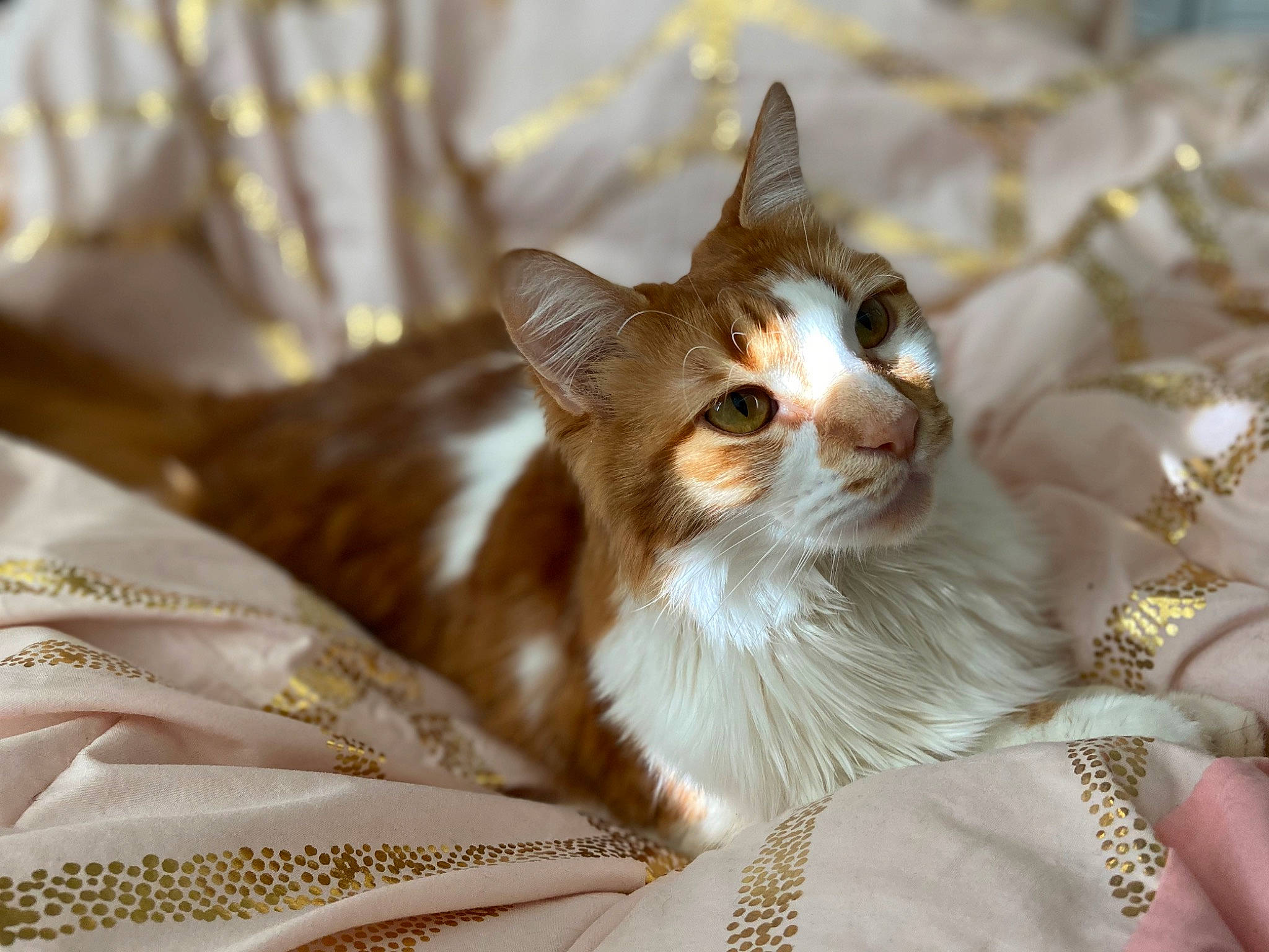 Captain Jim Fluffypants