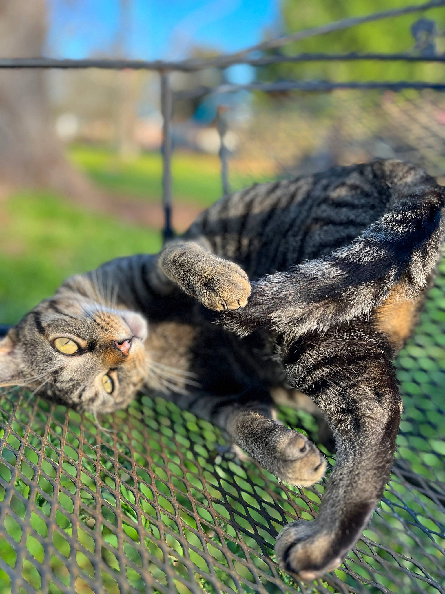 Davinci joined the competition — help win amazing prizes! carnivore, cat, claw, domestic_short_haired_cat, felidae, fur, grass, mammal, paw, plant, sky, small_to_medium_sized_cats, snout, tail, terrestrial_animal, whiskers, wildlife
