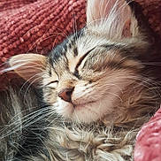Oscar participe au concours pour gagner de l'argent avec cette photo : adorable, animal, blanket, cat, closeup, cozy, cute, domestic_cat, feline, fur, kitten, nap, pet, pink, relaxing, resting, sleeping, soft, texture, whiskers