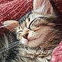 adorable, animal, blanket, cat, closeup, cozy, cute, domestic_cat, feline, fur, kitten, nap, pet, pink, relaxing, resting, sleeping, soft, texture, whiskers