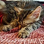 Oscar a rejoint le concours — aidez-le/la à gagner de superbes lots ! animal, blanket, cat, claws, closeup, cozy, cute, feline, fur, indoor, keyboard, kitten, laptop, nap, paw, pet, pink, resting, sleeping, texture