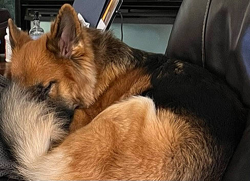 Starky joined the competition — help win amazing prizes! canidae, carnivore, comfort, companion_dog, dog, dog_breed, fawn, fur, german_shepherd_dog, herding_dog, king_shepherd, nap, old_german_shepherd_dog, paw, snout, sporting_group, terrestrial_animal, whiskers, working_dog