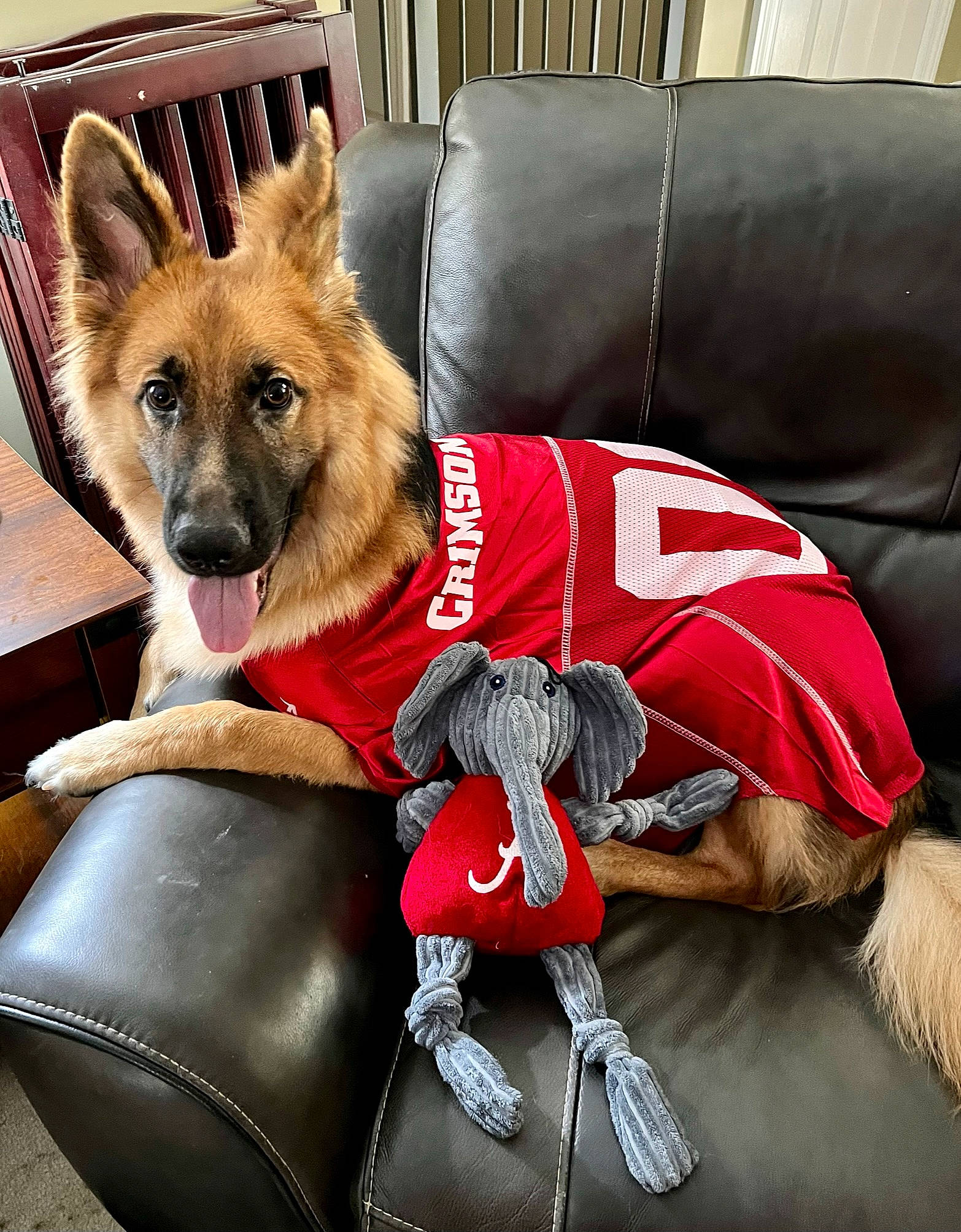 Starky is registered to the contest to win money with this photo: canidae, carmine, carnivore, collar, comfort, companion_dog, couch, dog, dog_breed, dog_supply, fawn, fur, liver, pet_supply, snout, sporting_group, whiskers, window, working_animal, working_dog