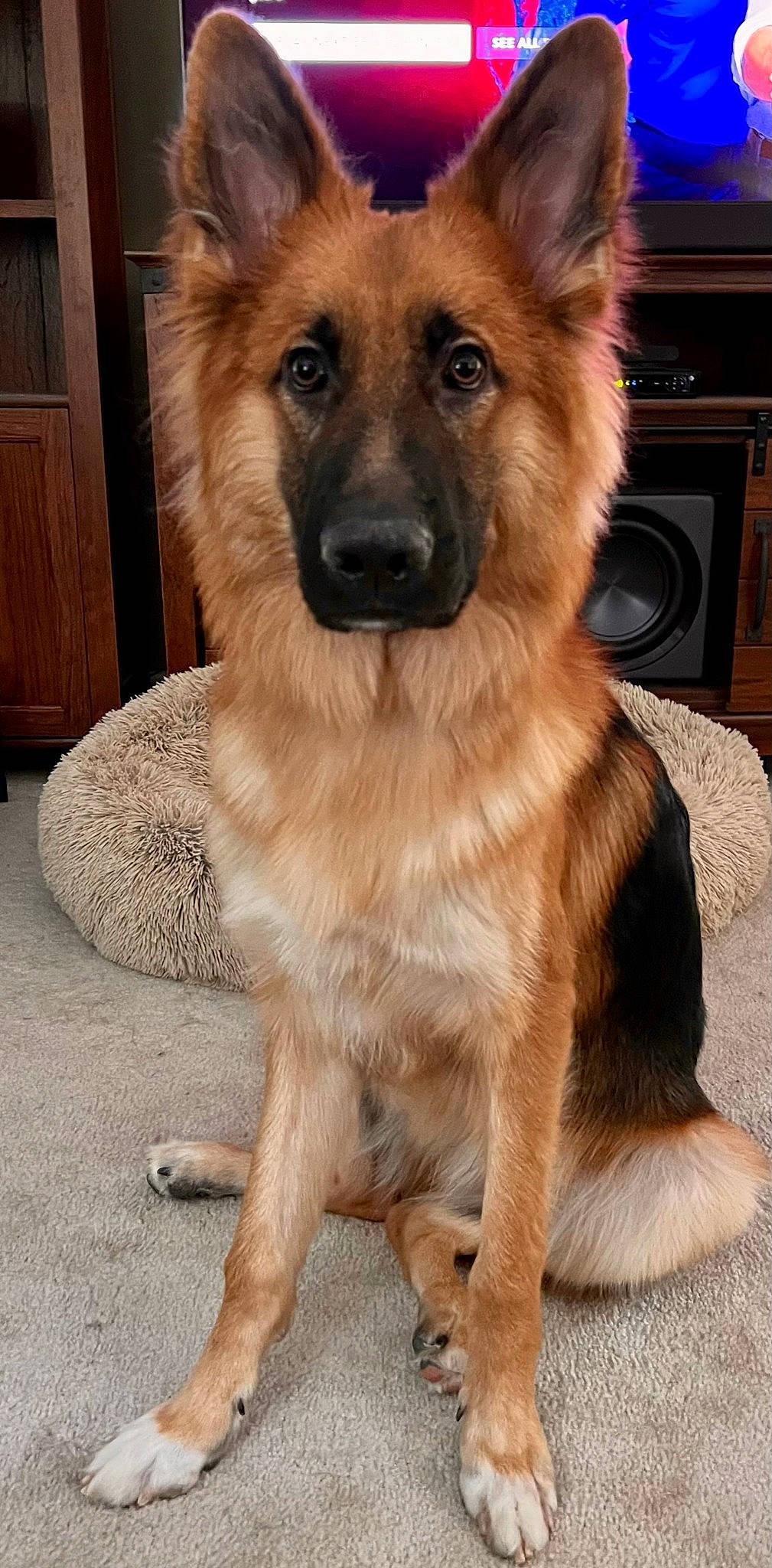 Starky joined the competition — help win amazing prizes! cabinetry, canidae, carnivore, companion_dog, dog, dog_breed, door, fawn, fur, german_shepherd_dog, hardwood, home_appliance, kitchen_appliance, liver, snout, sporting_group, whiskers, wood, working_animal, working_dog