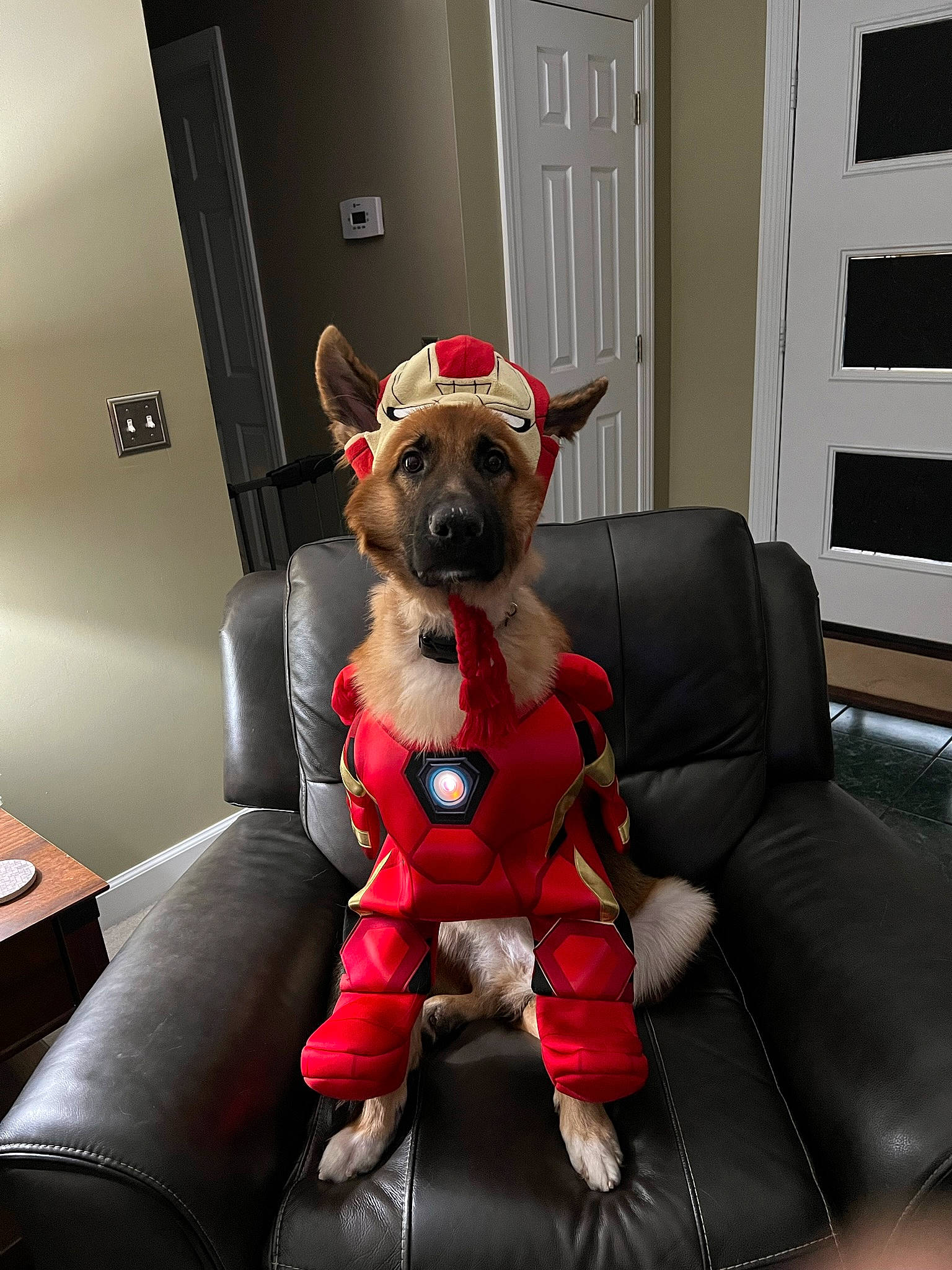 Starky is registered to the contest to win money with this photo: carmine, comfort, companion_dog, door, fashion_accessory, fawn, fictional_character, fur, lap, plush, selfie, sitting, snout, stuffed_toy, sunglasses, teddy_bear, textile, toy, white, working_animal