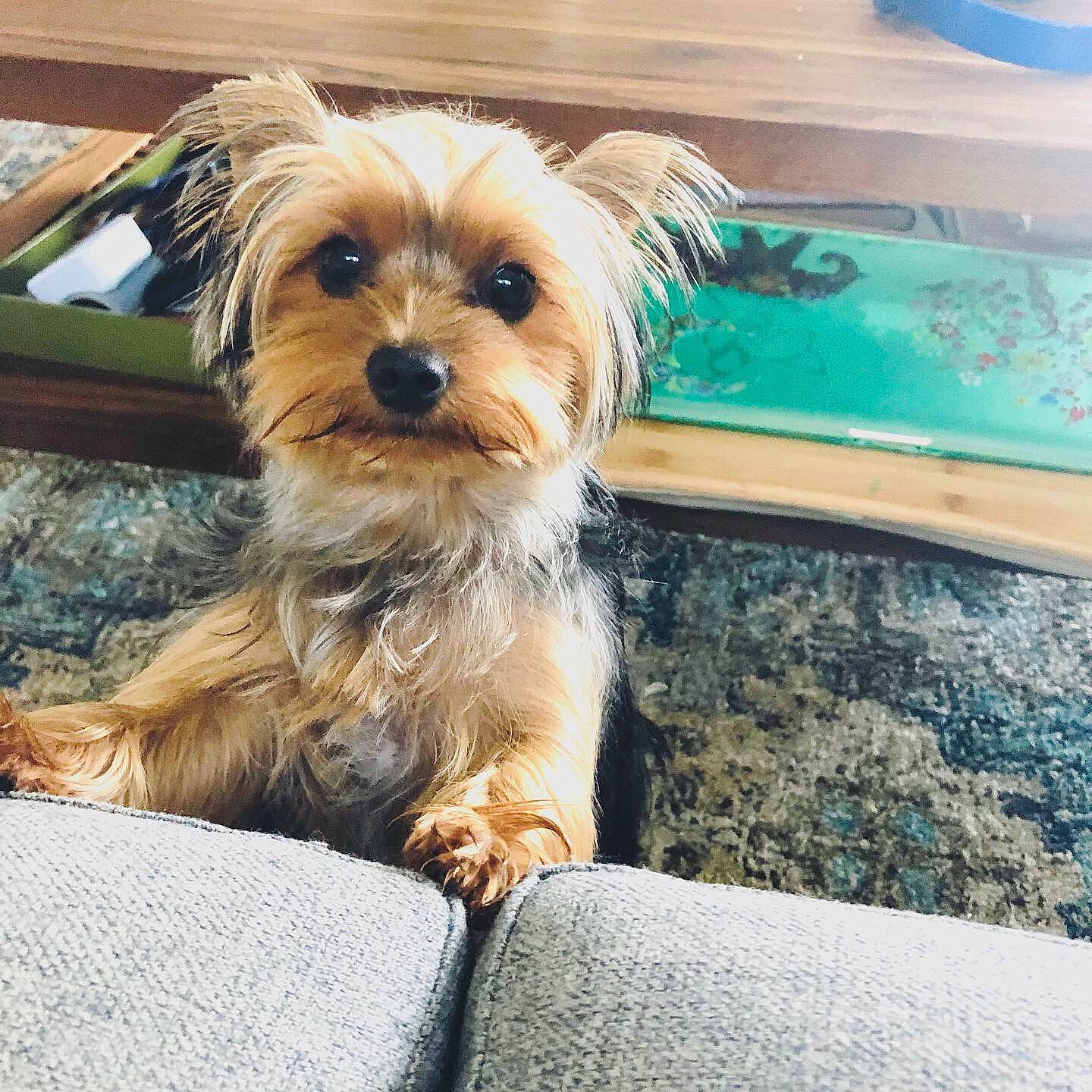 Maya is registered to the contest to win money with this photo: australian_silky_terrier, biewer_terrier, canidae, carnivore, chinese_imperial_dog, companion_dog, dog, dog_breed, maltepoo, mammal, morkie, puppy, rare_breed_dog, small_terrier, snout, terrier, toy_dog, vertebrate, yorkipoo, yorkshire_terrier