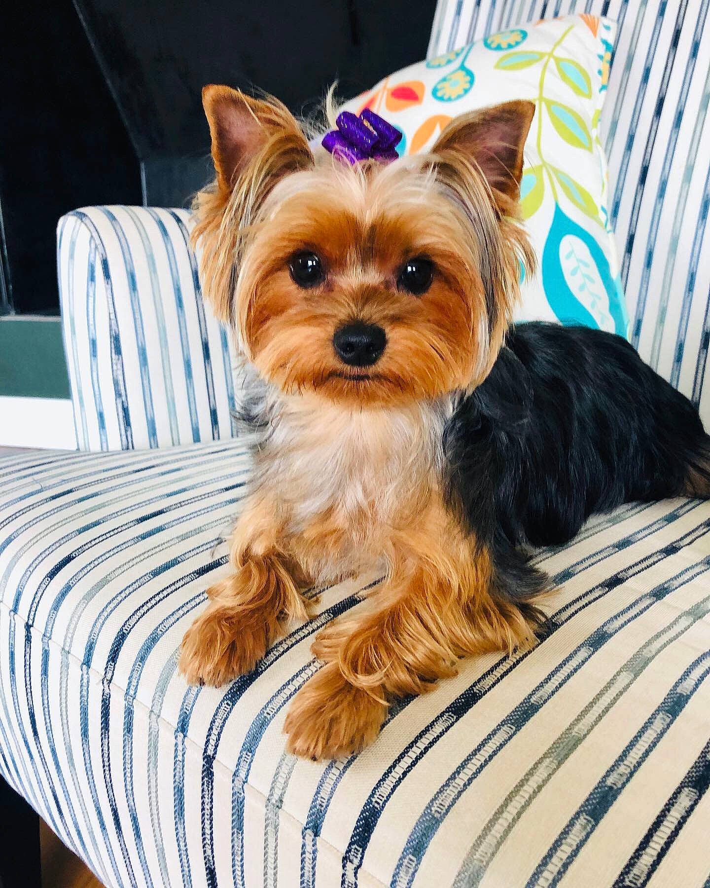 Maya joined the competition — help win amazing prizes! australian_silky_terrier, bed, biewer_terrier, canidae, carnivore, companion_dog, dog, dog_breed, mammal, morkie, norwich_terrier, puppy, rare_breed_dog, small_terrier, snout, terrier, toy_dog, vertebrate, yorkipoo, yorkshire_terrier