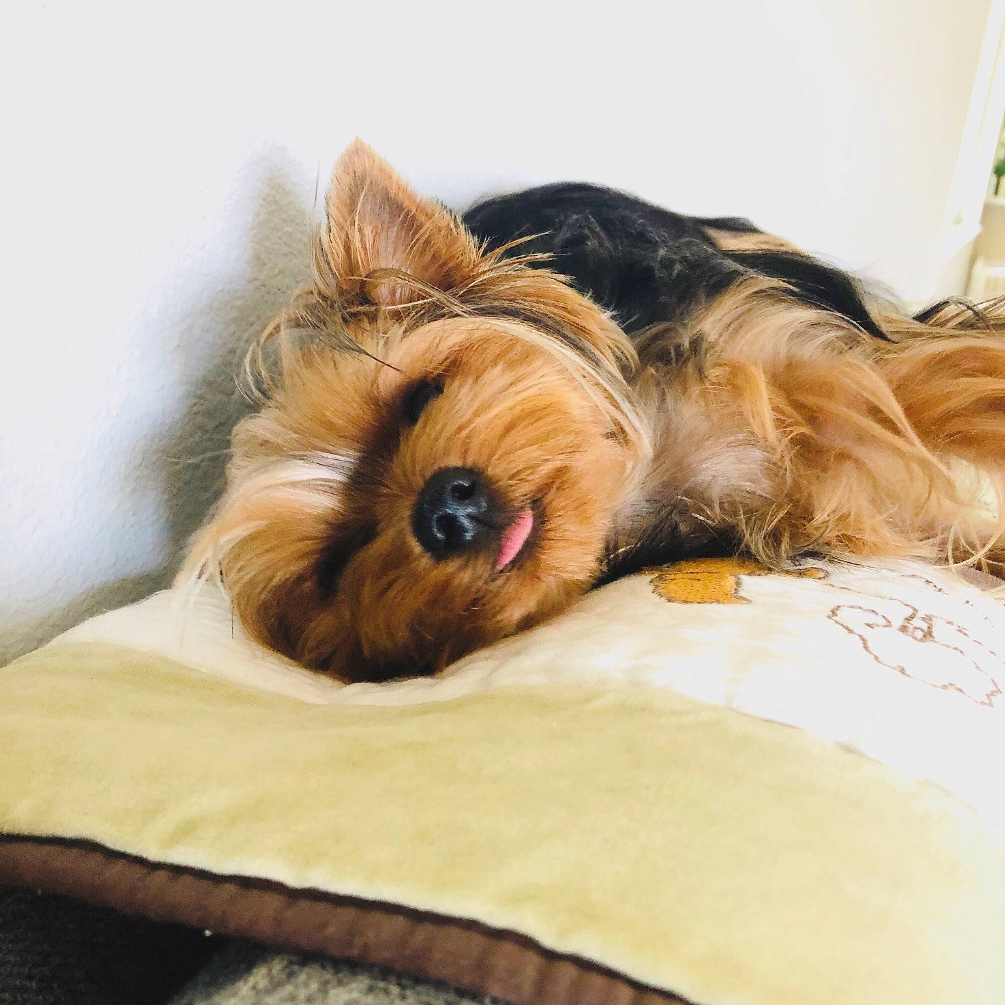 Maya is registered to the contest to win money with this photo: australian_silky_terrier, australian_terrier, berger_picard, cairn_terrier, canidae, carnivore, companion_dog, dog, dog_breed, ear, mammal, nap, norwich_terrier, puppy, rare_breed_dog, small_terrier, snout, terrier, vertebrate, yorkshire_terrier