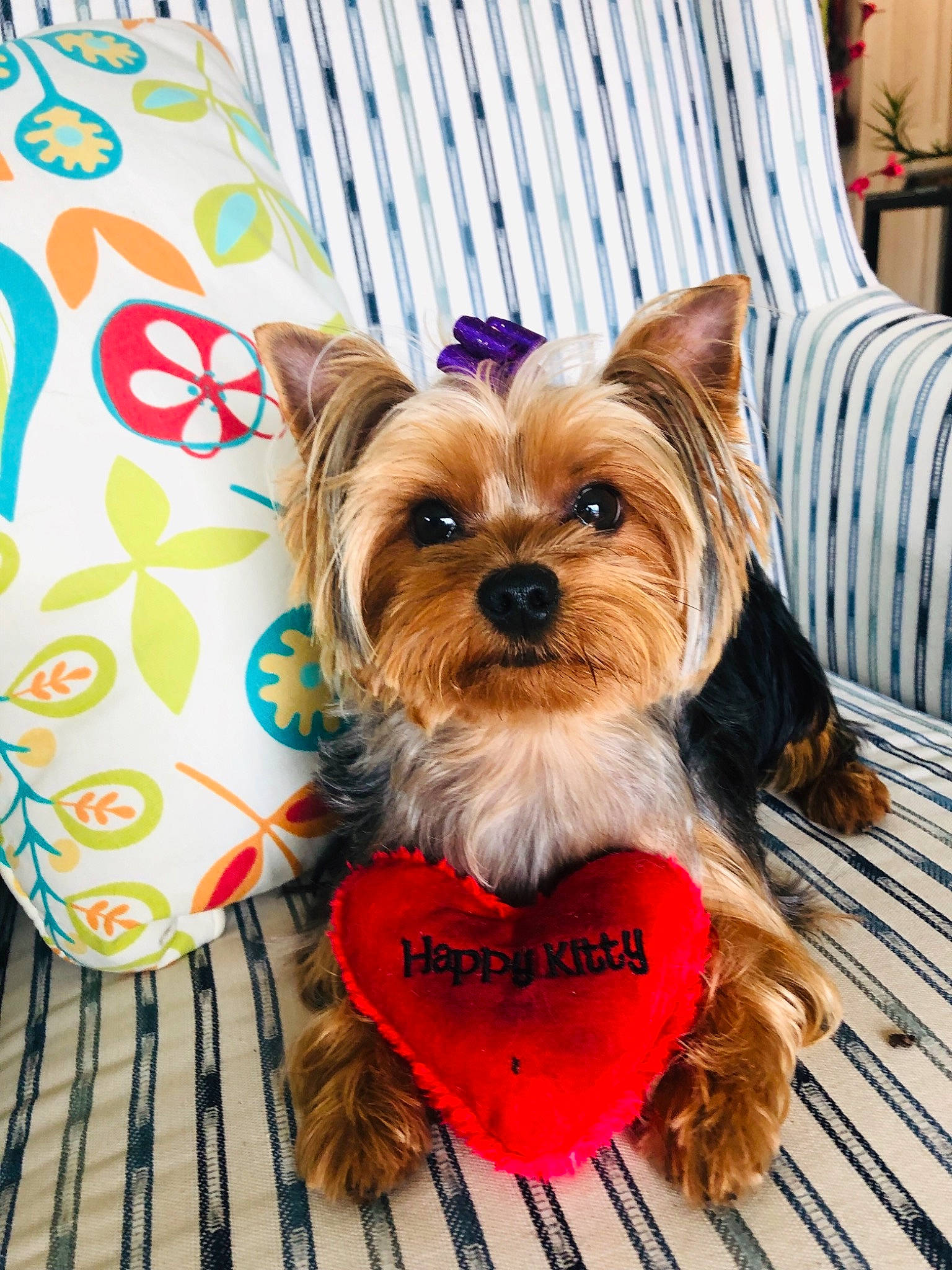 Maya is registered to the contest to win money with this photo: biewer_terrier, canidae, carnivore, companion_dog, dog, dog_breed, dog_clothes, dog_supply, maltepoo, mammal, morkie, norwich_terrier, puppy, rare_breed_dog, small_terrier, snout, terrier, toy_dog, yorkipoo, yorkshire_terrier