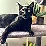 Kheops a rejoint le concours — aidez-le/la à gagner de superbes lots ! black_cat, cat_tree, indoor, yellow_eyes, feline, pet, relaxed, soft_texture, plant, potted_plant, home_interior, fur, whiskers, animal, mammal, resting, closeup, portrait, domestic_cat, cozy
