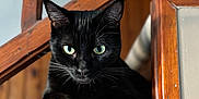 Kheops participe au concours pour gagner de l'argent avec cette photo : black_cat, cat, pet, animal, indoor, wood, green_eyes, feline, resting, looking, close_up, whiskers, ears, paw, window, natural_light, texture, house, domestic_animal, portrait