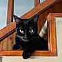 black_cat, cat, pet, animal, indoor, wood, green_eyes, feline, resting, looking, close_up, whiskers, ears, paw, window, natural_light, texture, house, domestic_animal, portrait