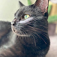 Kheops participe au concours pour gagner de l'argent avec cette photo : cat, black_cat, close_up, profile, whiskers, green_eyes, fur, pet, animal, indoor, soft_light, blurred_background, cute, mammal, feline, portrait, relaxed, domestic_cat, side_view, focused