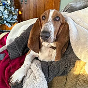 Gordon joined the competition — help win amazing prizes! dog, basset_hound, blanket, sweater, couch, indoor, christmas_tree, holiday, wooden_wall, fur, pet, relaxed, cozy, brown, white, long_ears, expression, comfort, living_room, soft_texture