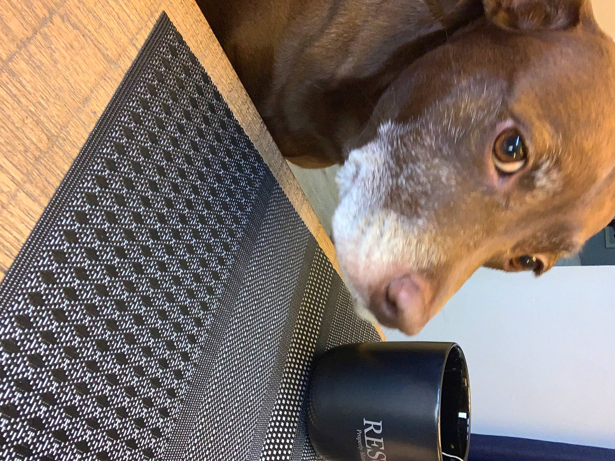 Grace is registered to the contest to win money with this photo: audio_equipment, canidae, carnivore, collar, cylinder, dog, dog_breed, electric_blue, fawn, liver, mesh, metal, pattern, pet_supply, snout, sporting_group, terrestrial_animal, whiskers, wood, working_animal