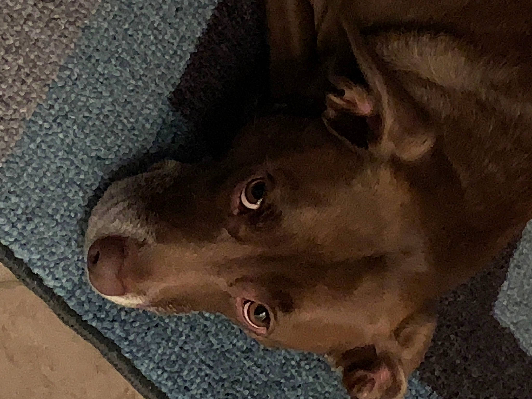 Grace joined the competition — help win amazing prizes! canidae, carnivore, dog, dog_breed, fashion_accessory, fawn, felidae, fur, jaw, liver, metal, snout, soil, sporting_group, terrestrial_animal, whiskers, working_animal