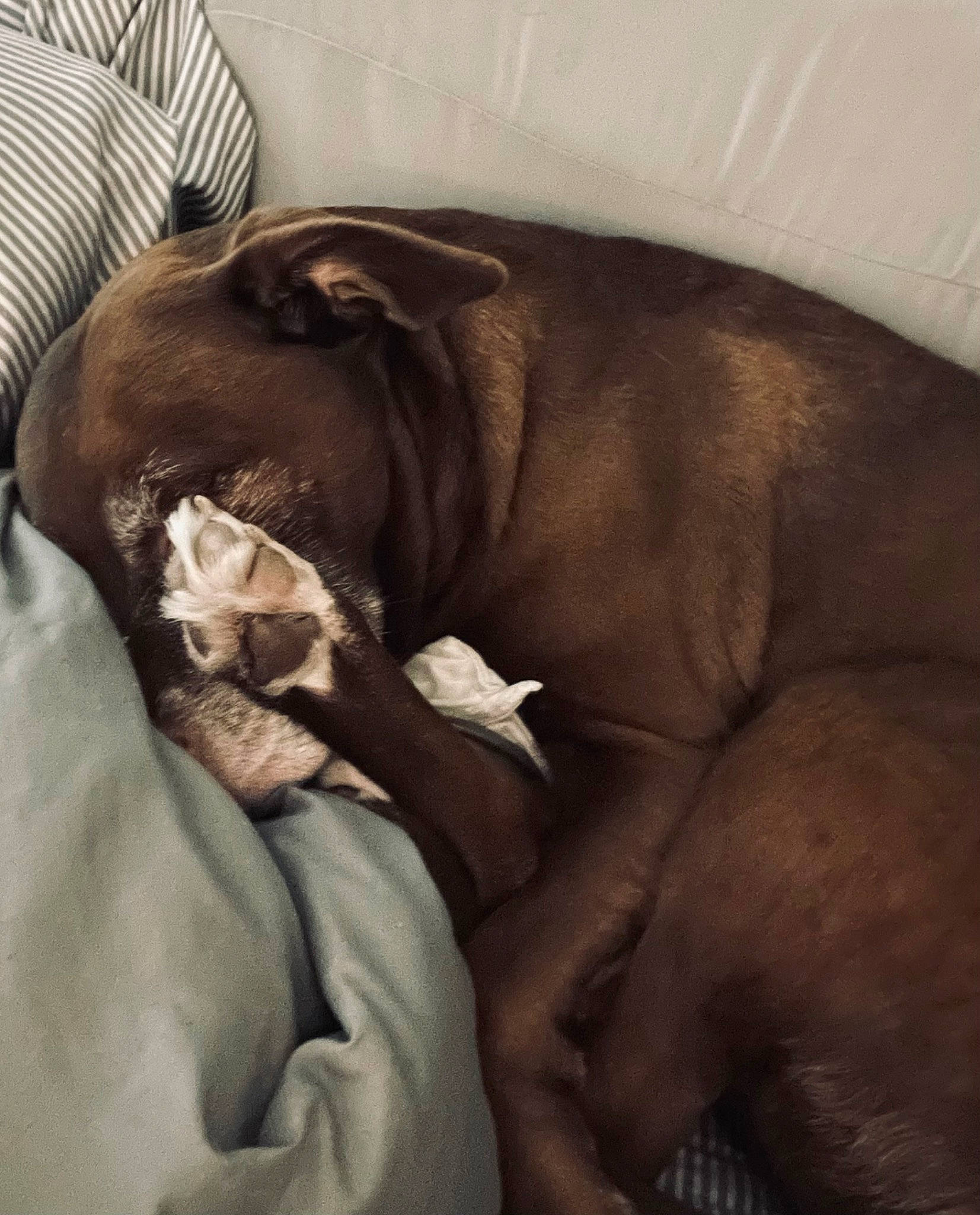 Grace joined the competition — help win amazing prizes! canidae, carnivore, club_chair, comfort, companion_dog, dog, dog_breed, fawn, fur, guard_dog, linens, liver, nap, snout, sporting_group, toy_dog, weimaraner, whiskers, working_animal, wrinkle