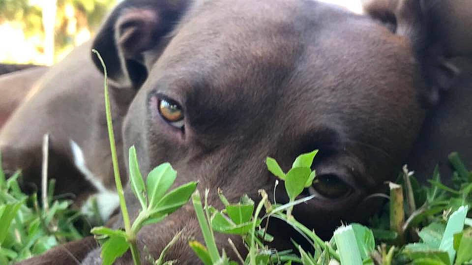 Grace is registered to the contest to win money with this photo: carnivore, companion_dog, dog, dog_breed, eye, fawn, fur, grass, groundcover, herb, landscape, liver, plant, snout, sporting_group, terrestrial_animal, tree, whiskers, wildlife, working_animal