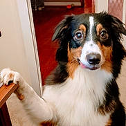 Lacie is registered to the contest to win money with this photo: animal, carpet, cute, dog, door, ears, fluffy, friendly, fur, home, indoor, looking, mammal, paw, pet, staircase, table, tongue, tricolor, wood_floor