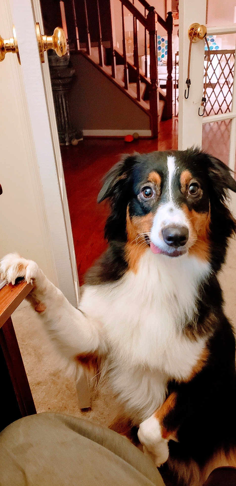 Lacie is registered to the contest to win money with this photo: animal, carpet, cute, dog, door, ears, fluffy, friendly, fur, home, indoor, looking, mammal, paw, pet, staircase, table, tongue, tricolor, wood_floor