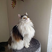 Heather joined the competition — help win amazing prizes! cat, fluffy, yellow_eyes, sitting, indoor, cat_perch, plush, window_light, autumn_leaves, decor, white_fur, brown_fur, black_fur, long_hair, pet, domestic_cat, curious, feline, cozy, calm