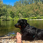 Rambo participe au concours pour gagner de l'argent avec cette photo : dog, rottweiler, river, water, rocks, trees, forest, nature, blue_sky, sunny, outdoor, pet, canine, relaxation, person, barefoot, towel, summer, landscape, daytime