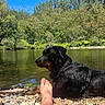 dog, rottweiler, river, water, rocks, trees, forest, nature, blue_sky, sunny, outdoor, pet, canine, relaxation, person, barefoot, towel, summer, landscape, daytime