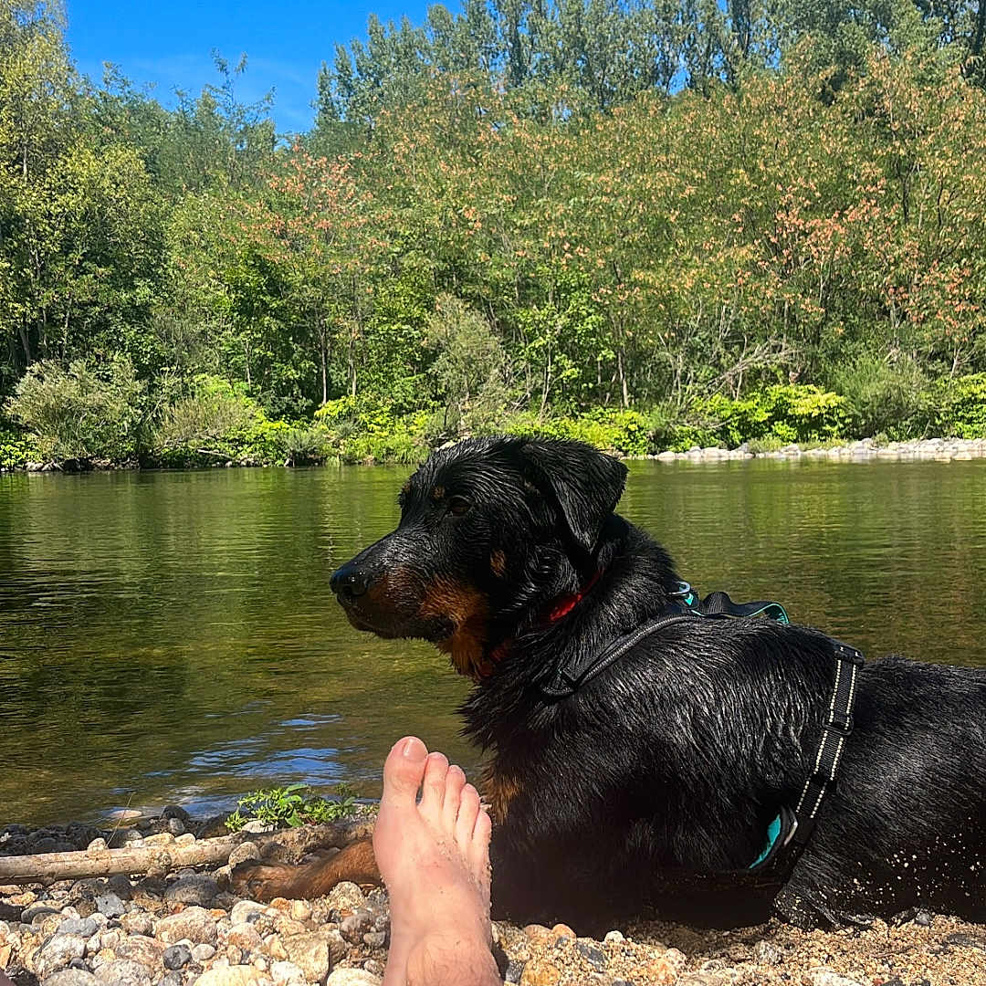 Rambo participe au concours pour gagner de l'argent avec cette photo : dog, rottweiler, river, water, rocks, trees, forest, nature, blue_sky, sunny, outdoor, pet, canine, relaxation, person, barefoot, towel, summer, landscape, daytime