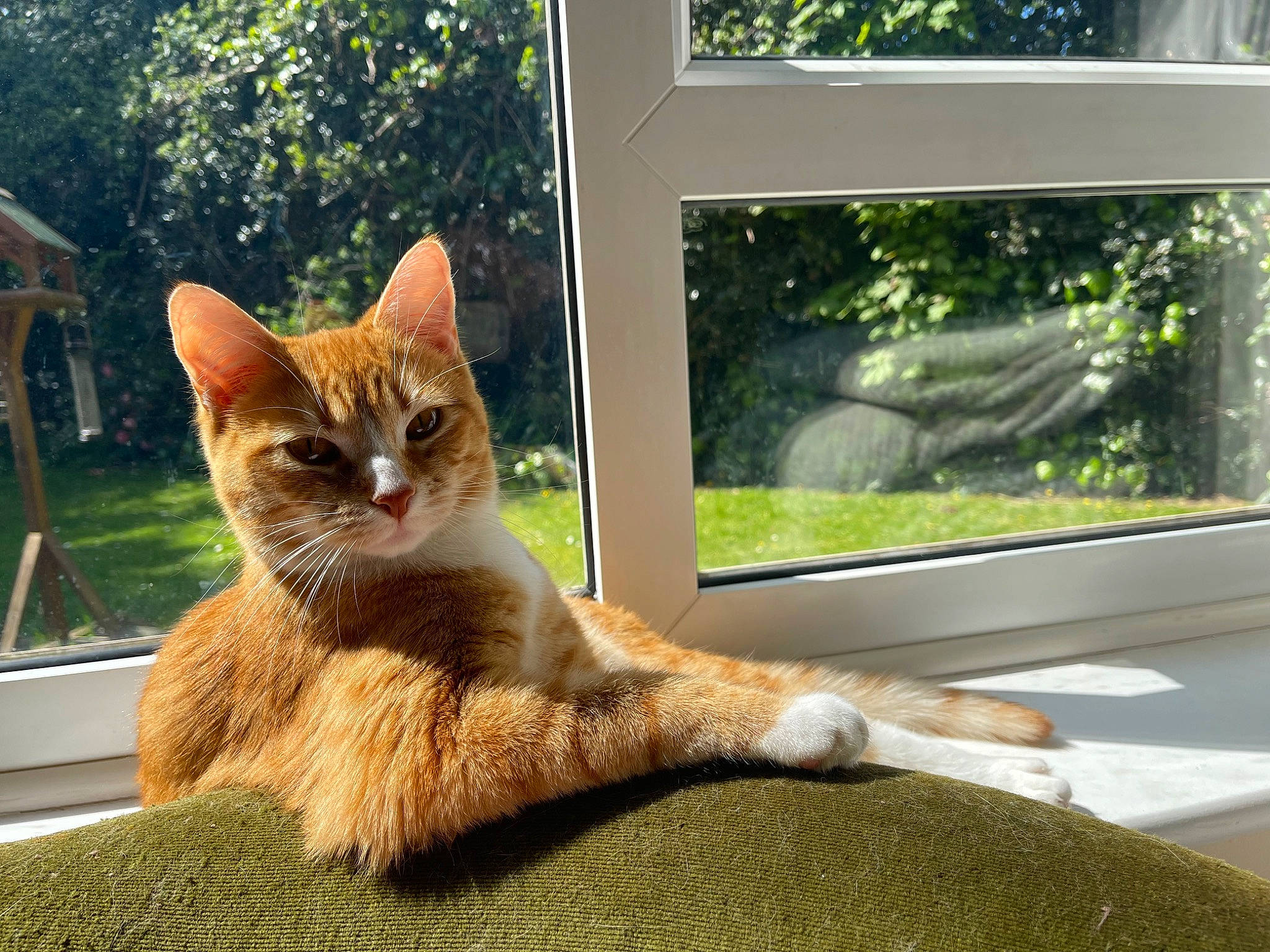 Donald is registered to the contest to win money with this photo: carnivore, cat, comfort, domestic_short_haired_cat, fawn, felidae, fur, grass, paw, plant, shade, sitting, small_to_medium_sized_cats, snout, sunlight, tail, tree, whiskers, window, wood