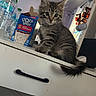 cat, countertop, curious, cuteness, domestic, drawer, feline, fur, household, indoor, kitten, pet, playful, pop_tarts, reflection, small_animal, tabby, water_bottle, whiskers, young