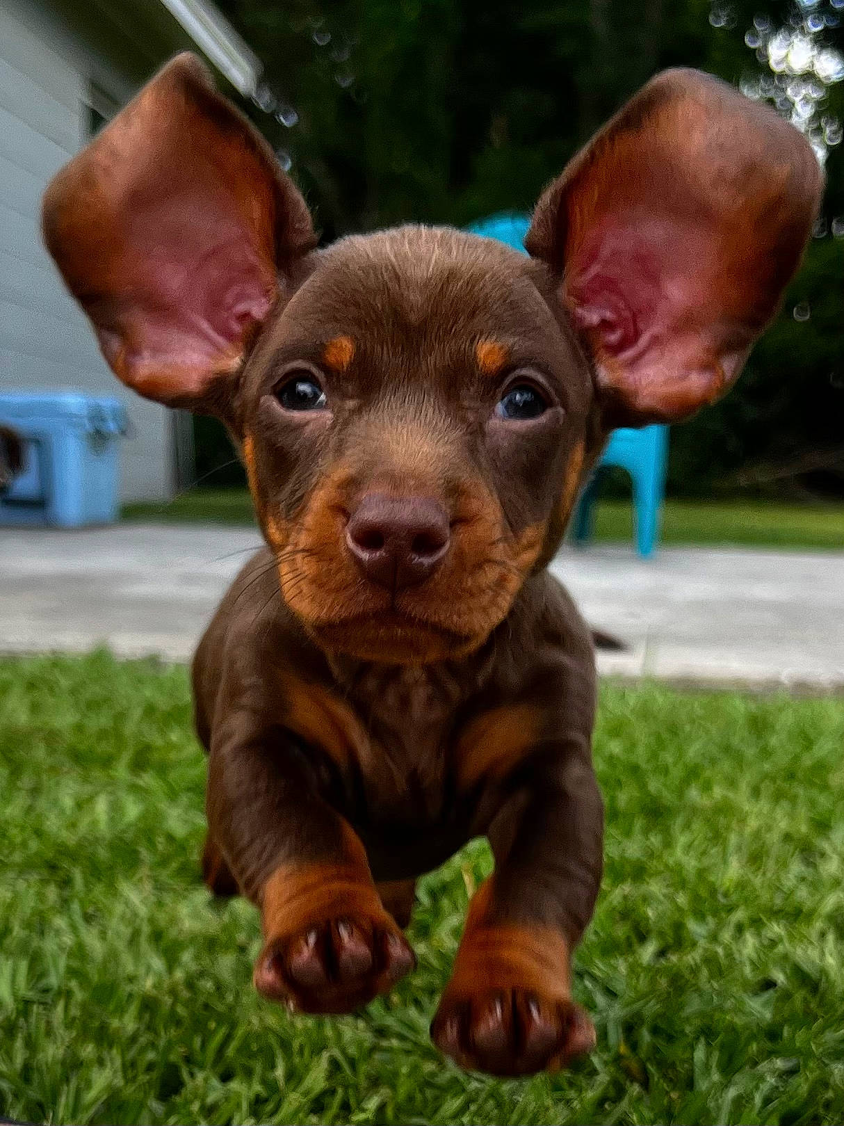 Gideon joined the competition — help win amazing prizes! art, canidae, carnivore, companion_dog, dog, dog_breed, ear, fawn, grass, guard_dog, liver, metal, pinscher, plant, snout, sporting_group, terrestrial_animal, whiskers, window, working_animal