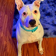 Lila Rae joined the competition — help win amazing prizes! dog, white_dog, pet, collar, turquoise_collar, wooden_floor, blue_rug, indoor, looking_up, ears_up, sitting, canine, household, fur, animal, companion, cute, alert, domestic, friendly