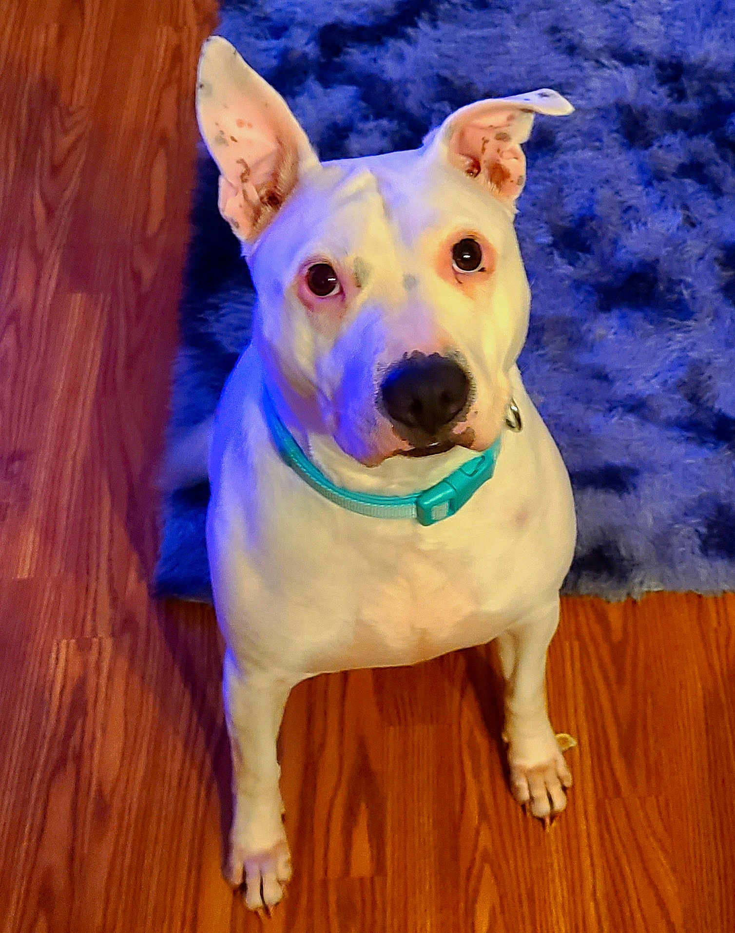 Lila Rae joined the competition — help win amazing prizes! dog, white_dog, pet, collar, turquoise_collar, wooden_floor, blue_rug, indoor, looking_up, ears_up, sitting, canine, household, fur, animal, companion, cute, alert, domestic, friendly