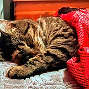 Earl joined the competition — help win amazing prizes! cat, tabby_cat, sleeping, cozy, curled_up, blanket, red_fabric, indoor, pet, feline, whiskers, paw, fur, resting, cute, domestic_animal, soft_texture, relaxation, quiet, warm