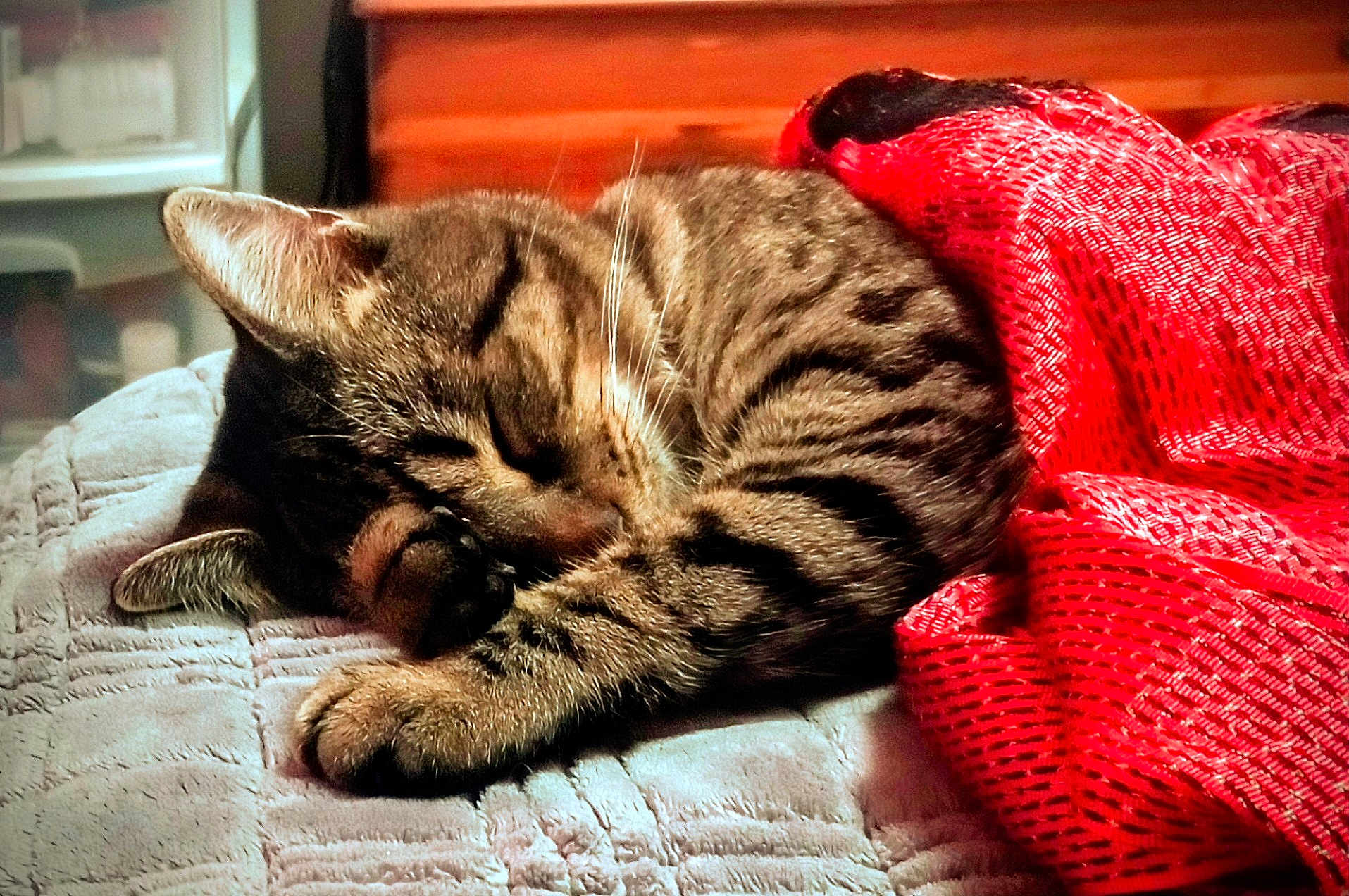 Earl joined the competition — help win amazing prizes! cat, tabby_cat, sleeping, cozy, curled_up, blanket, red_fabric, indoor, pet, feline, whiskers, paw, fur, resting, cute, domestic_animal, soft_texture, relaxation, quiet, warm