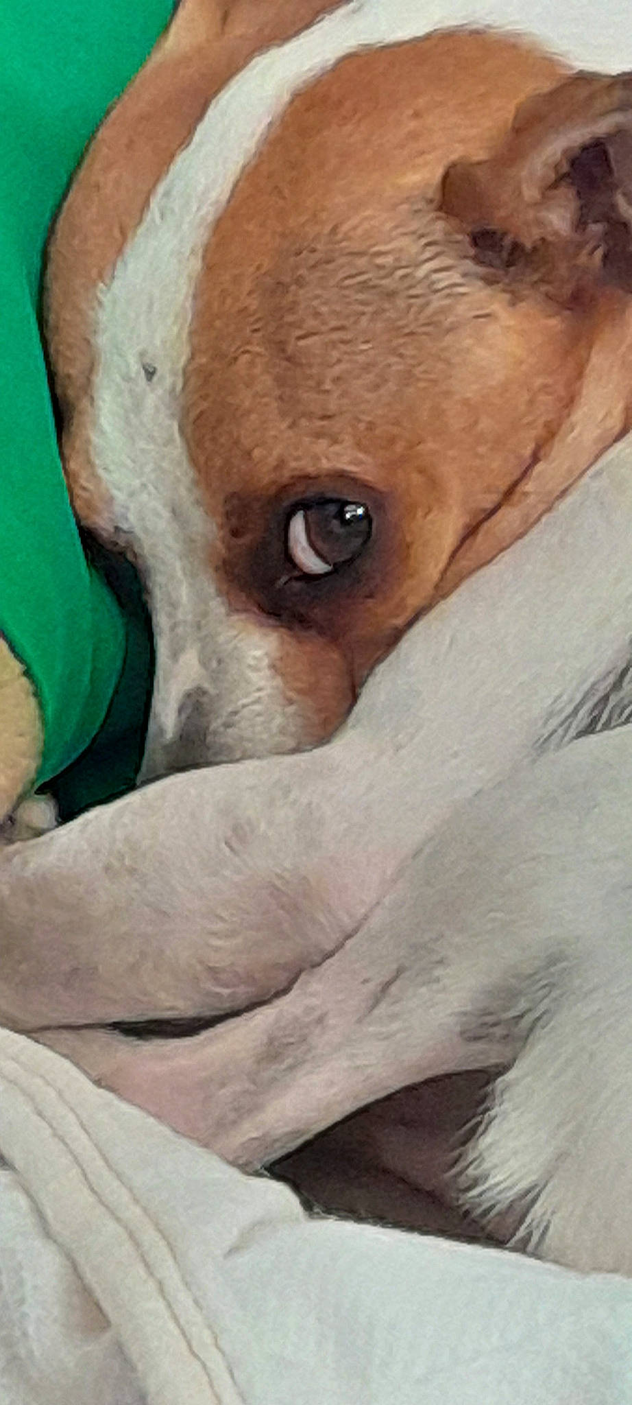 Putt-putt is registered to the contest to win money with this photo: canidae, carnivore, companion_dog, dog, dog_breed, ear, eye, eyelash, fawn, fur, jaw, livestock, no_expression, snout, sporting_group, terrestrial_animal, whiskers, wildlife, working_animal, wrinkle