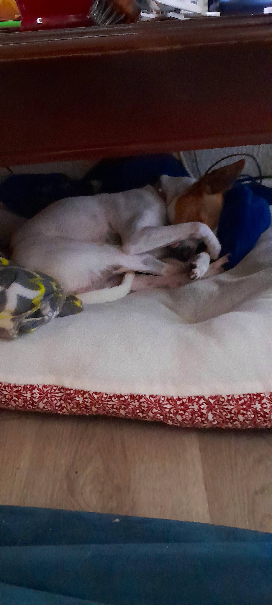 Putt-putt is registered to the contest to win money with this photo: bed, bed_sheet, bedding, carnivore, comfort, companion_dog, couch, dog, dog_breed, dog_supply, fawn, felidae, flooring, hardwood, linens, small_to_medium_sized_cats, sporting_group, tail, textile, wood