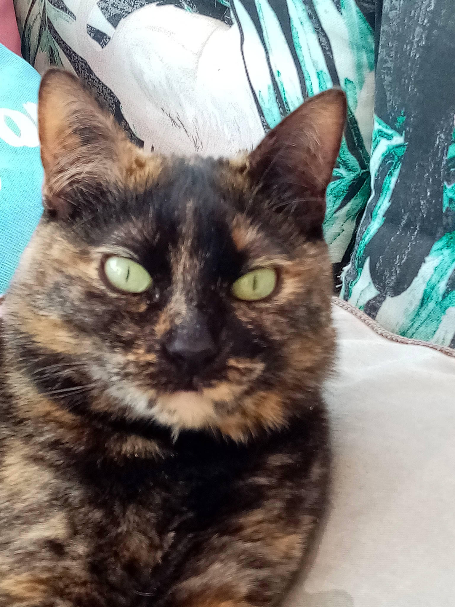 Raya participe au concours pour gagner de l'argent avec cette photo : carnivore, cat, claw, domestic_short_haired_cat, felidae, fur, paw, small_to_medium_sized_cats, snout, tail, tree, whiskers