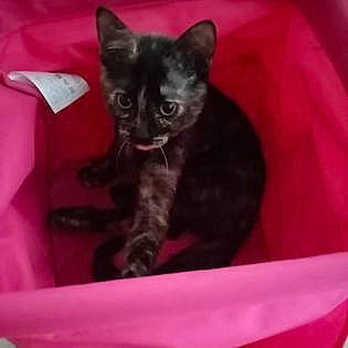 Raya participe au concours pour gagner de l'argent avec cette photo : black_cat, carnivore, cat, cat_supply, comfort, domestic_short_haired_cat, felidae, fur, magenta, pet_supply, small_to_medium_sized_cats, snout, tail, terrestrial_animal, whiskers