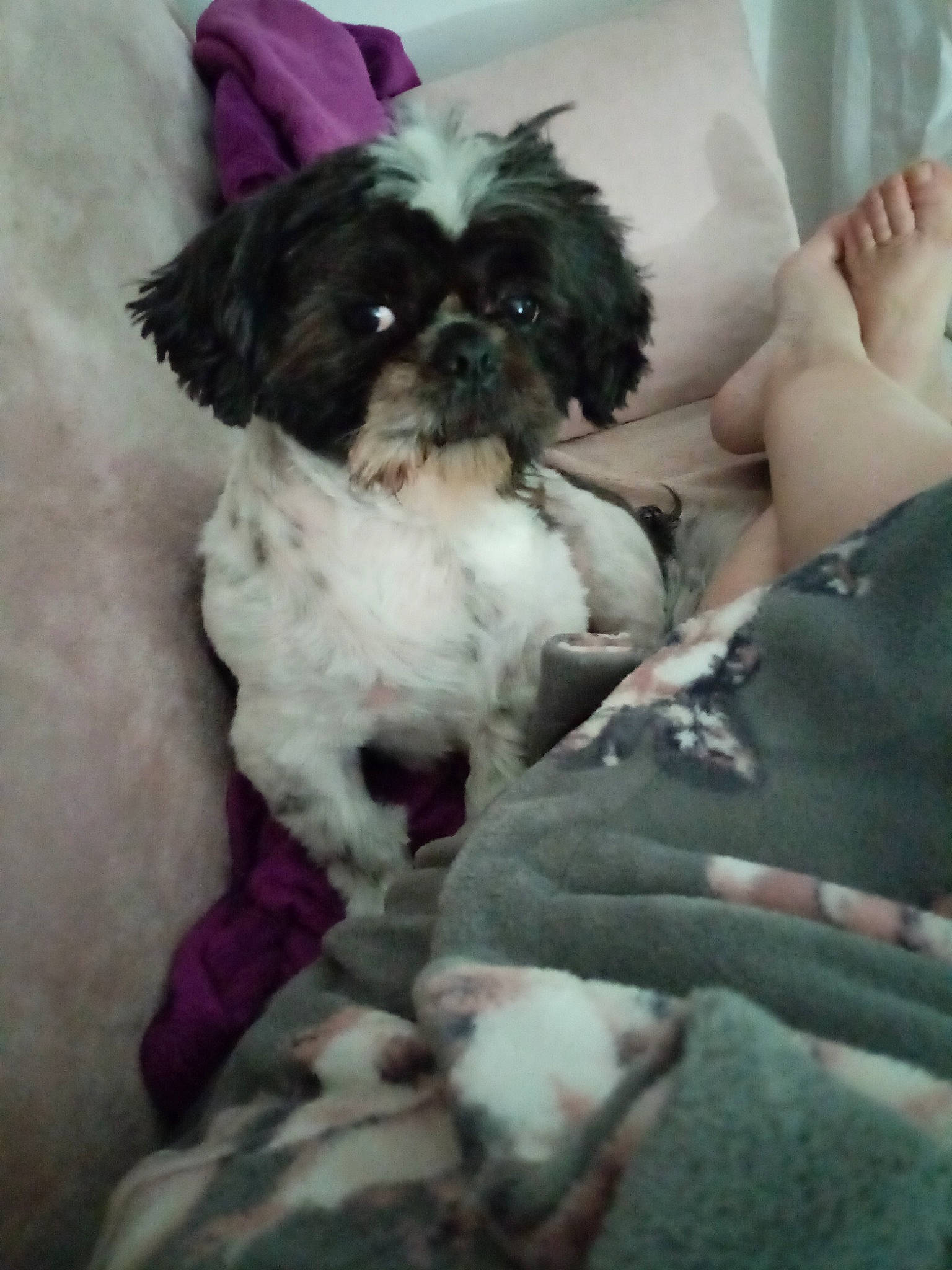 Lewiss participe au concours pour gagner de l'argent avec cette photo : canidae, carnivore, comfort, companion_dog, dog, dog_breed, dog_supply, fawn, fur, liver, maltepoo, non_sporting_group, puppy_love, shih_tzu, small_terrier, snout, sporting_group, terrier, toy_dog, working_animal