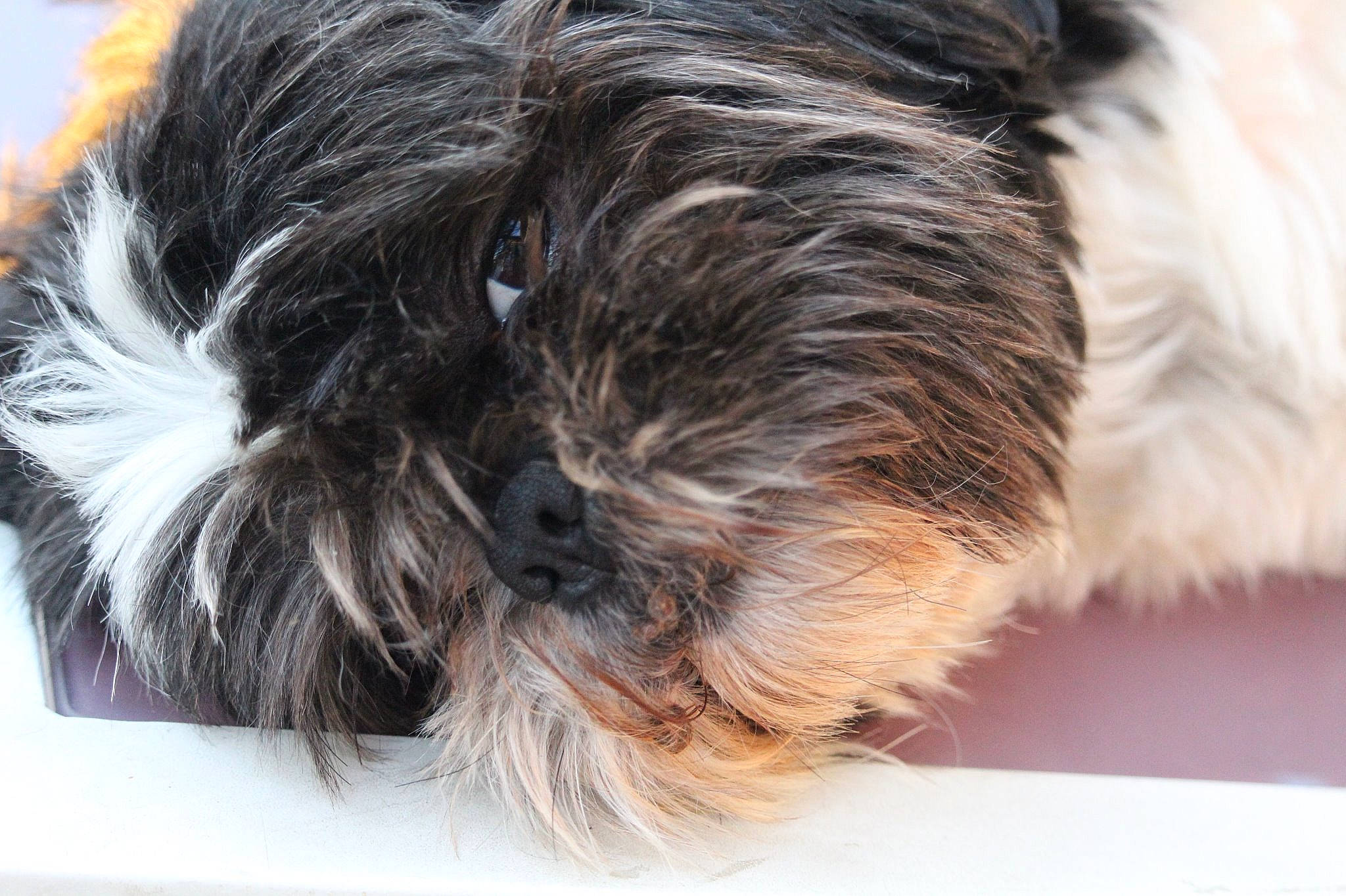 Lewiss participe au concours pour gagner de l'argent avec cette photo : affenpinscher, canidae, carnivore, companion_dog, dog, dog_breed, ear, fur, hair, hairstyle, havanese, puppy, shih_tzu, terrier, tibetan_terrier, toy_dog