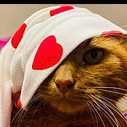 Railey participe au concours pour gagner de l'argent avec cette photo : adorable, animal, cat, close_up, cloth, cute, domestic_cat, eye, fabric, face_covering, feline, fur, indoor, mammal, nose, pet, portrait, red_hearts, whiskers, white_cloth