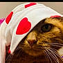 adorable, animal, cat, close_up, cloth, cute, domestic_cat, eye, fabric, face_covering, feline, fur, indoor, mammal, nose, pet, portrait, red_hearts, whiskers, white_cloth