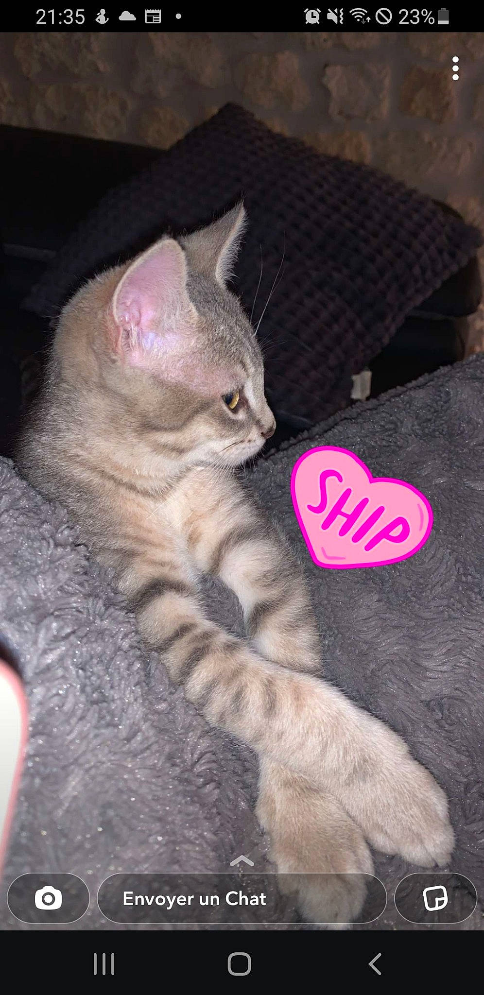 Tigrou participe au concours pour gagner de l'argent avec cette photo : carnivore, cat, claw, comfort, domestic_short_haired_cat, ear, fawn, felidae, foot, fur, grey, mammal, nail, paw, pink, small_to_medium_sized_cats, snout, tail, vertebrate, whiskers