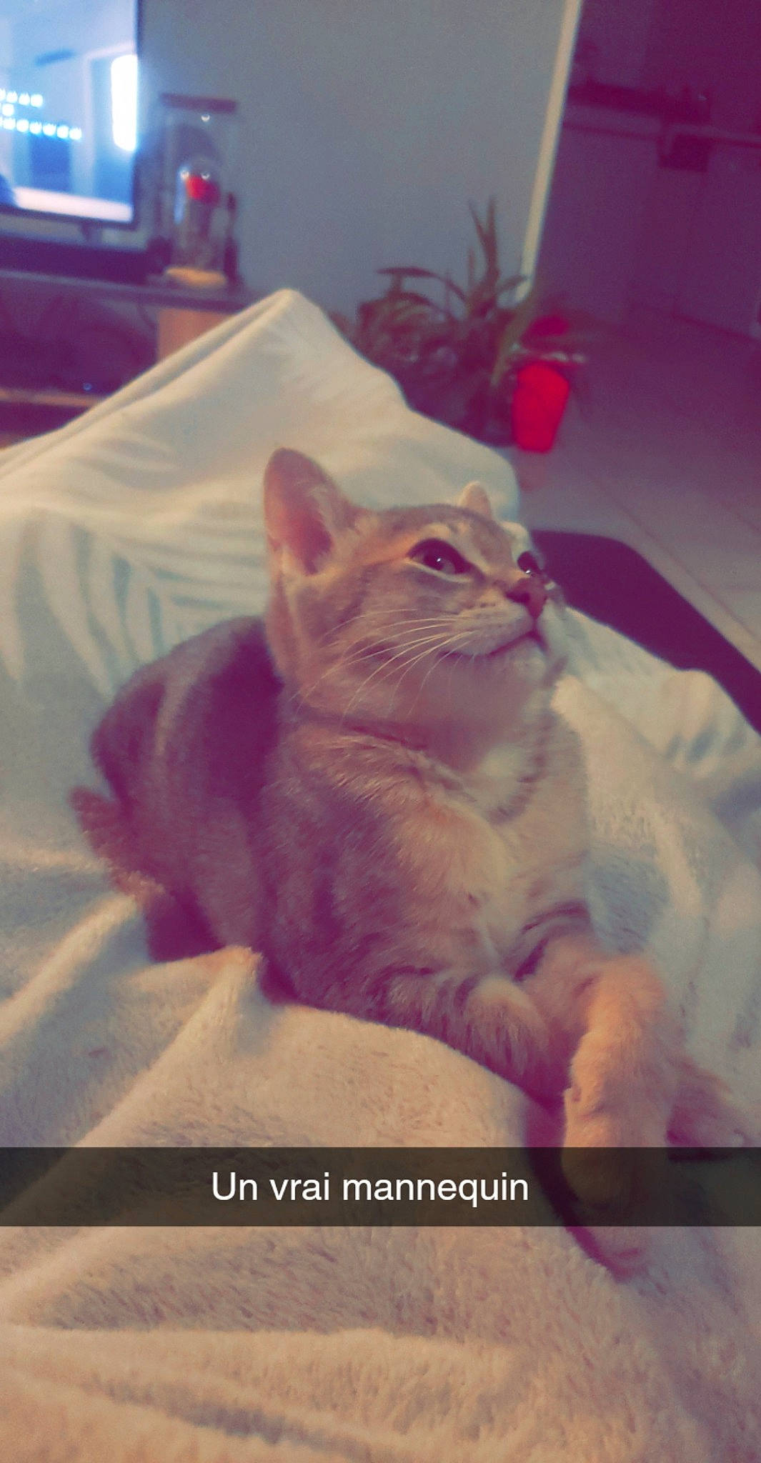 Tigrou participe au concours pour gagner de l'argent avec cette photo : carnivore, cat, comfort, domestic_short_haired_cat, fawn, felidae, fur, happy, houseplant, linens, magenta, paw, peach, photo_caption, plant, sitting, small_to_medium_sized_cats, snout, tail, whiskers